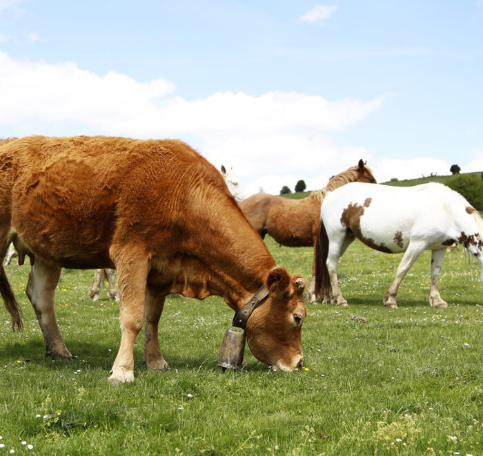ANIMALES DE LA DEHESA ANIMALES DE LA DEHESA