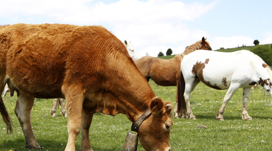 ANIMALES DE LA DEHESA ANIMALES DE LA DEHESA