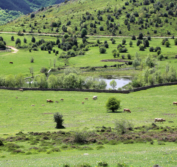 LAGUNA DE LA DEHESA LAGUNA DE LA DEHESA