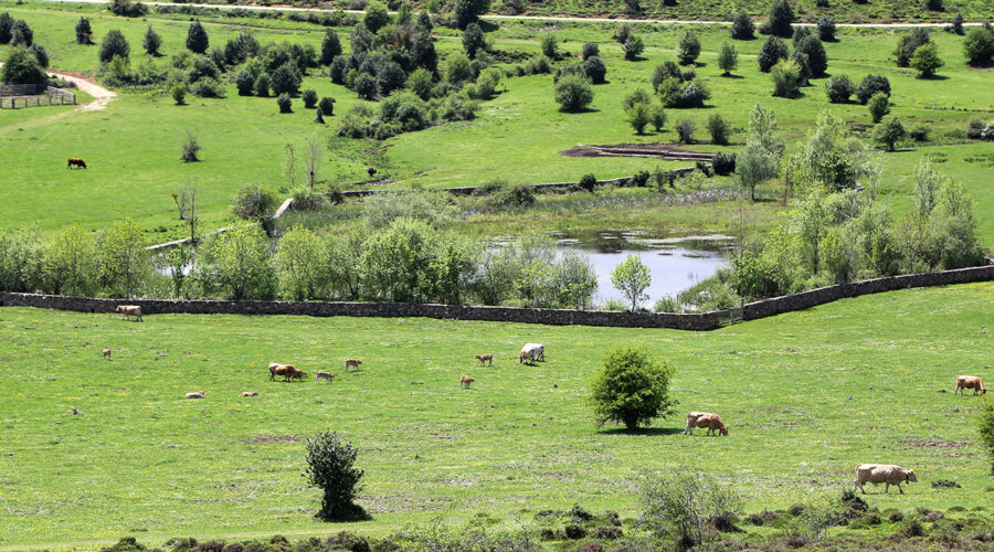 LAGUNA DE LA DEHESA LAGUNA DE LA DEHESA